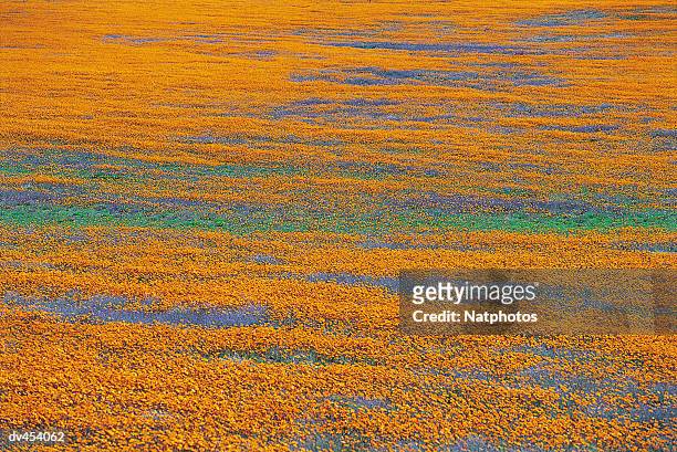field of daisies - namaqualand stock-fotos und bilder