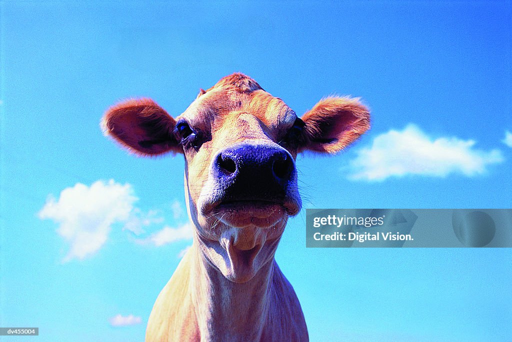 Head Shot of Jersey Cow