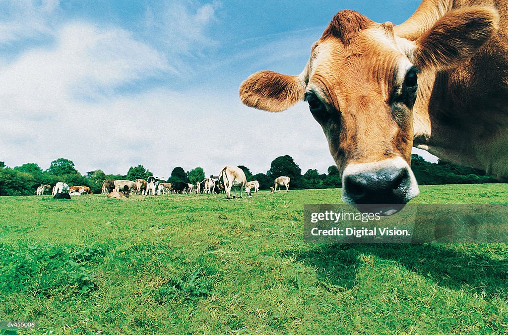 Head of Jersey Cow