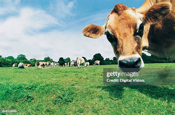 head of jersey cow - close up of cows face stock pictures, royalty-free photos & images