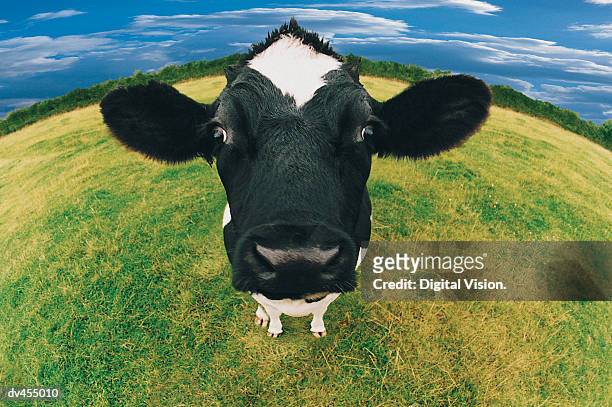 headshot of friesian cow - friesian cattle 個照片及圖片檔