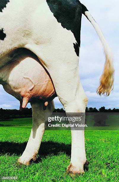 cow's udder - vache frisonne photos et images de collection