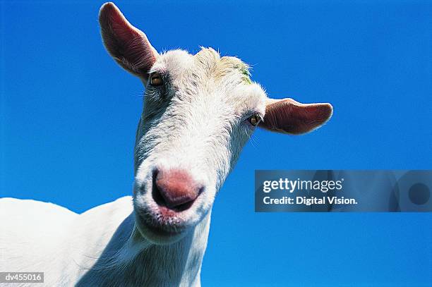 close-up of goat's head - geit stockfoto's en -beelden
