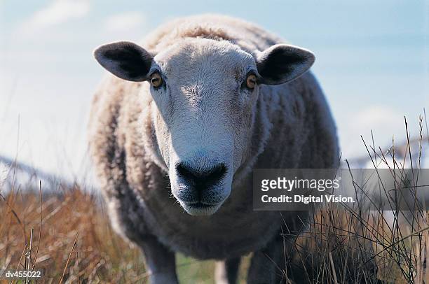 close-up of sheep in pen - enclos à moutons photos et images de collection