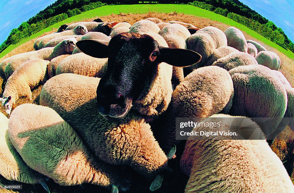 Black-faced Sheep in Herd