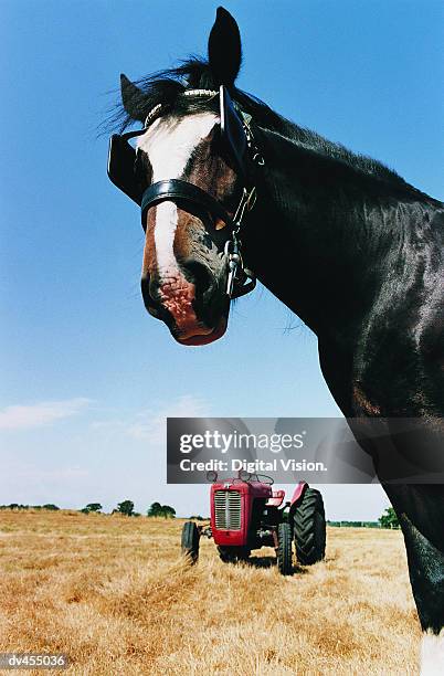 head of horse with tractor in background - clydesdale horse stock-fotos und bilder