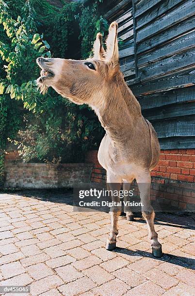 braying donkey - braying stock pictures, royalty-free photos & images