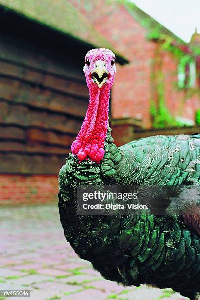 close-up of turkey - turkey bird stock pictures, royalty-free photos & images