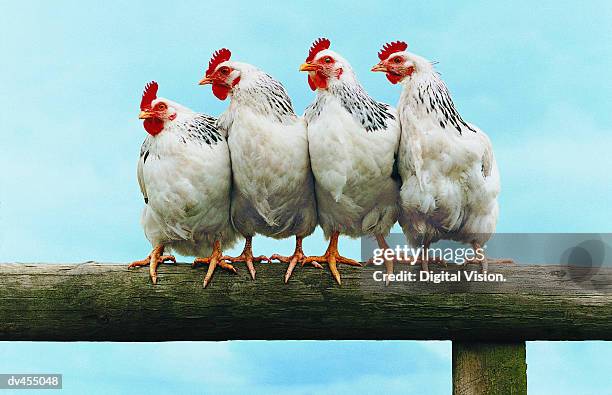 four chickens on fence - chicken bird ストックフォトと画像