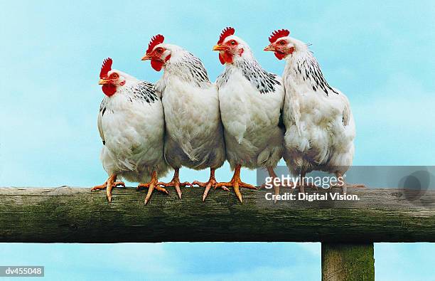 four chickens on fence - chickens stock pictures, royalty-free photos & images