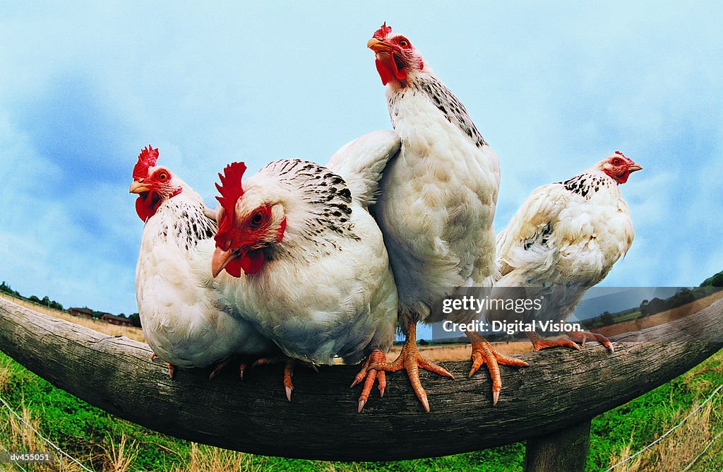 Four Chickens on Fence