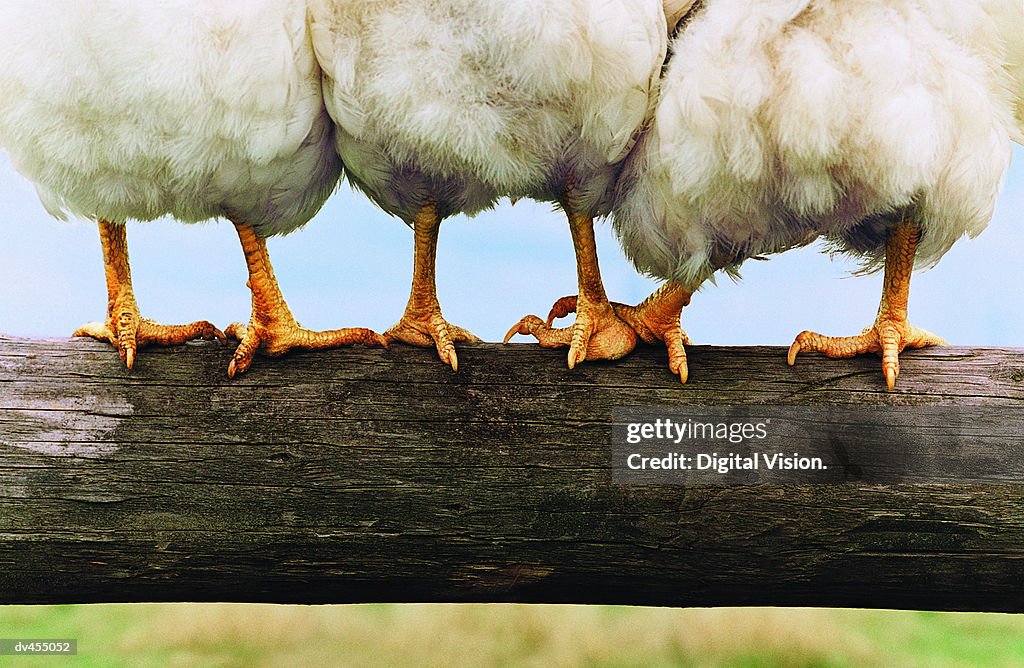 Feet of Chickens