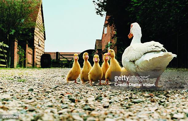 back view of duck with ducklings - domestic animals stock pictures, royalty-free photos & images