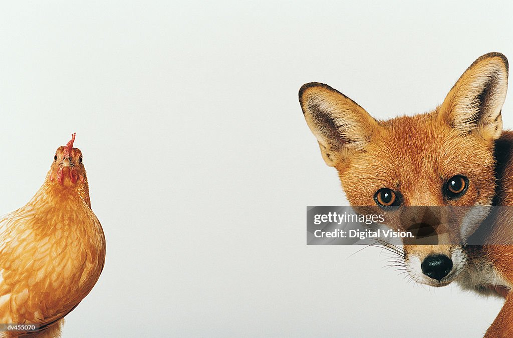 Hen and Fox