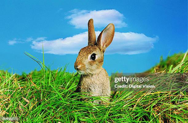 Rabbit in Field