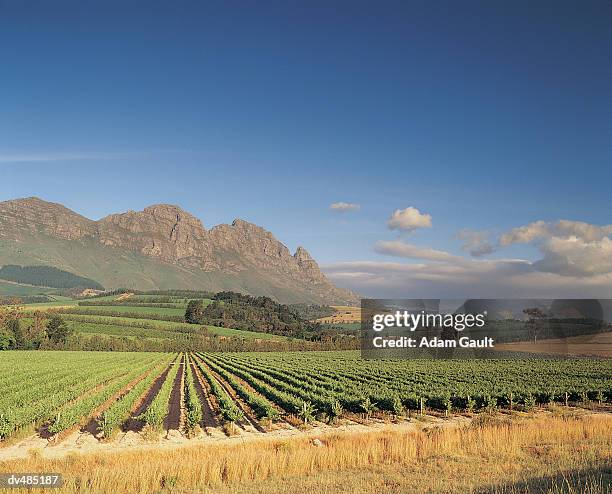 vineyards, stellenbosch, south africa - kapprovinz stock-fotos und bilder