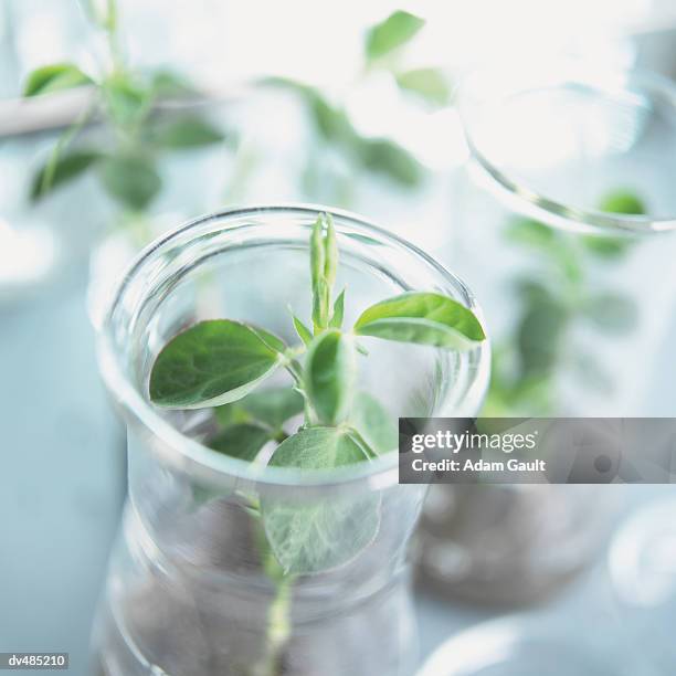 Sapling In Lab 1,610 Adam Born Stock Photos, High-Res Pictures, and Images - Getty Images