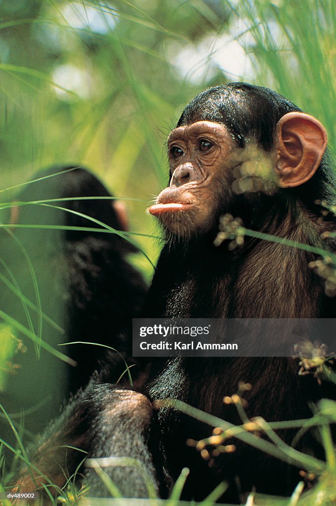 Young Chimpanzee (Pan troglodytes)