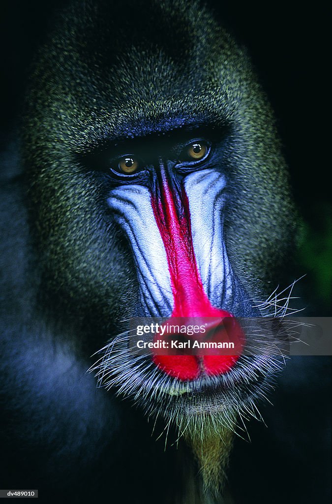 Mandrill Baboon