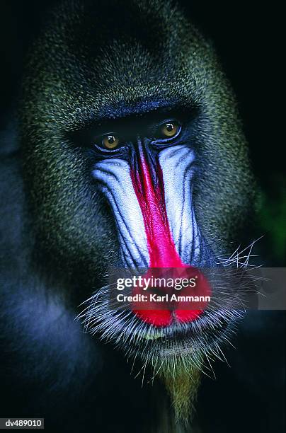 Mandrill Baboon High-Res Stock Photo