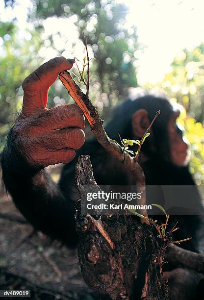 close-up of chimpanzee's (pan troglodytes) hand - animal hand stock pictures, royalty-free photos & images