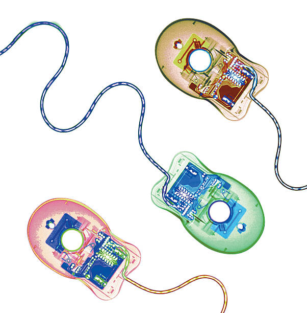 Insect Computer Mice 5,693 Of Mice Stock Photos, High-Res Pictures, and Images - Getty Images