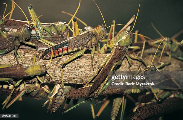 locusts on a branch - locust fotografías e imágenes de stock