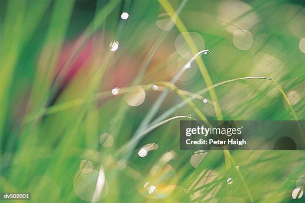 grasses and dew, boone county, mo, usa - peter boone stock-fotos und bilder