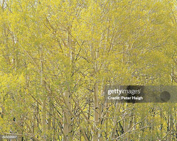 aspen forest, boulder mountain, dixie national forest - aspen mountain fotografías e imágenes de stock