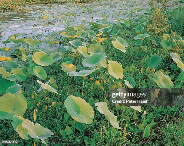american lotus, reelfoot national wildlife refuge, t - reelfoot lake state park stock pictures, royalty-free photos & images