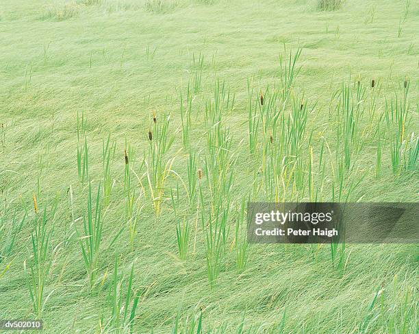 cattails and grasses, seney national wildlife refuge - rietkraag stockfoto's en -beelden