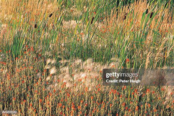 mono lake meadow, mono lake tufa reserve, ca - tufa stock pictures, royalty-free photos & images