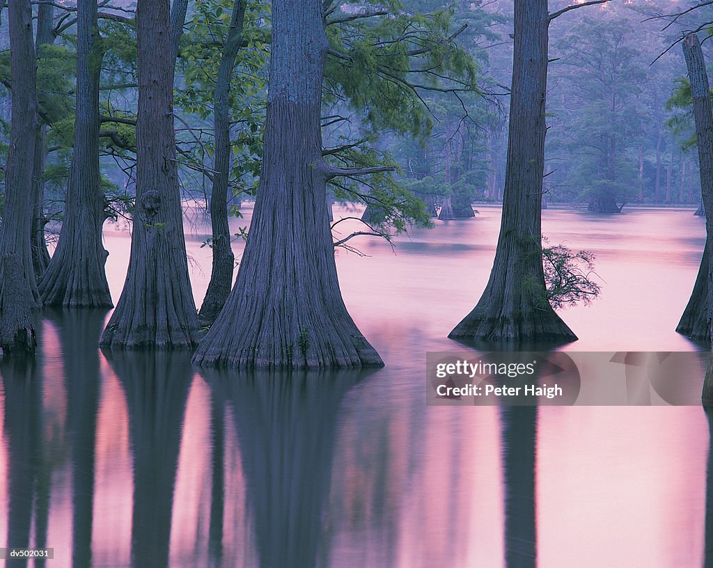 Cypress Trees, Horseshoe Lake Conservation Area, IL