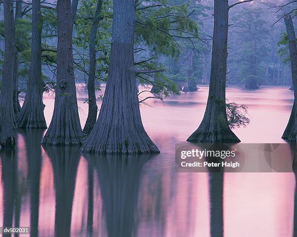 cypress trees, horseshoe lake conservation area, il - horseshoe lake ストックフォトと画像