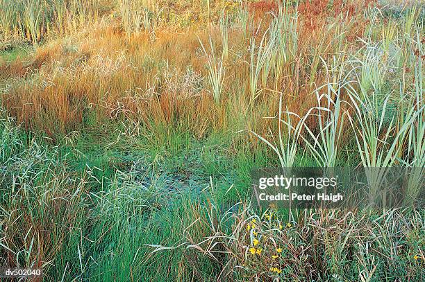 reeds and cattails, rocky forks lakes conservation a - reed bed stock pictures, royalty-free photos & images