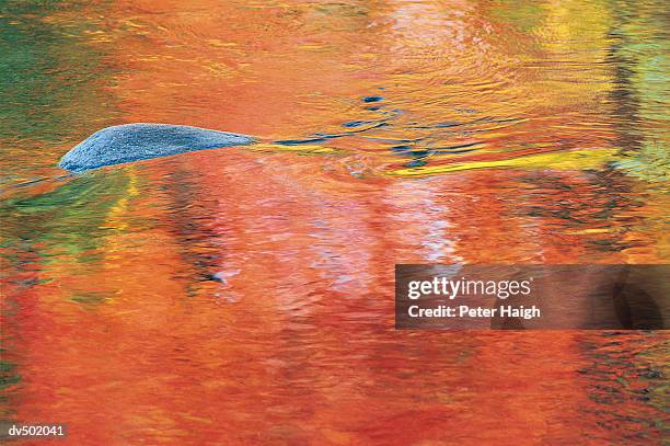 swift river reflections, white mountain national for - swift river 個照片及圖片檔