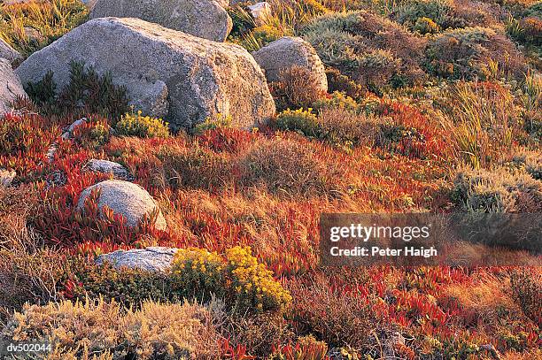 coastal meadows, big sur coast, ca - big meadows fotografías e imágenes de stock