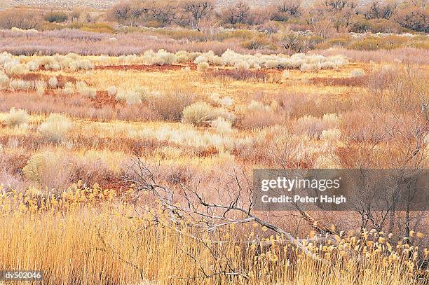 meadow, alabama hills, eastern sierra, ca - ca stock-fotos und bilder