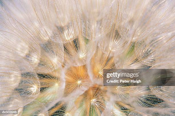 goatsbeard, wind cave national park, sd - salsify fotografías e imágenes de stock