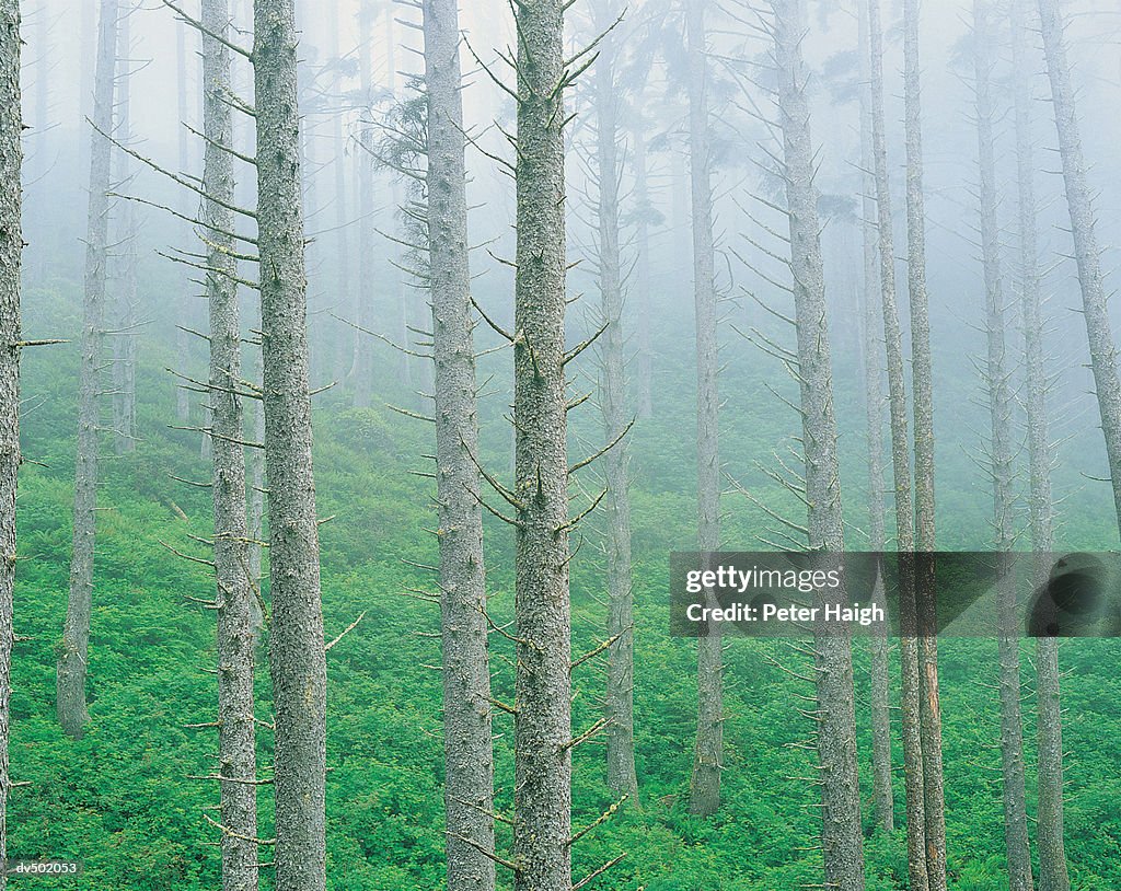Misty forest, Oregon Coast, OR