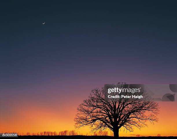 burr oak and crescent moon, boone county, mo - peter boone stock pictures, royalty-free photos & images