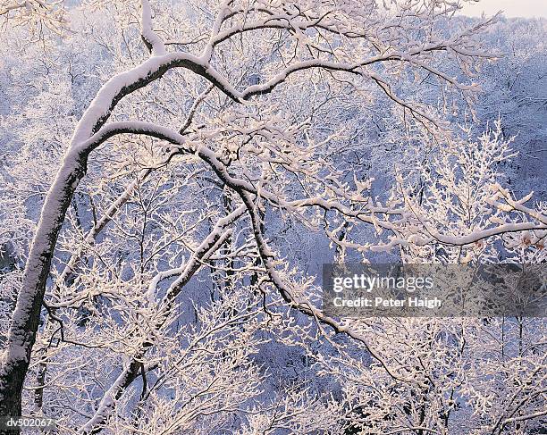 maple with fresh snow, rock bridge state park, mo - peter snow stock pictures, royalty-free photos & images