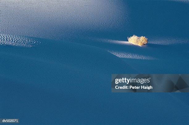 dunes and rabbit-brush, white sands national monumen - rabbit brush stock pictures, royalty-free photos & images