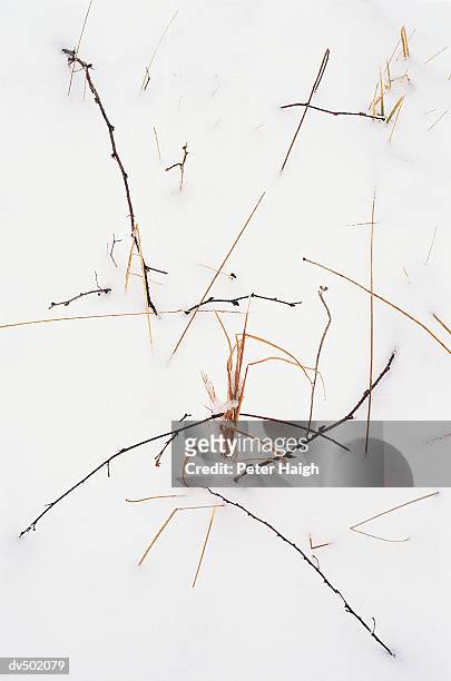 grasses and snow, taum sauk mountain state park, mo - peter snow stock pictures, royalty-free photos & images