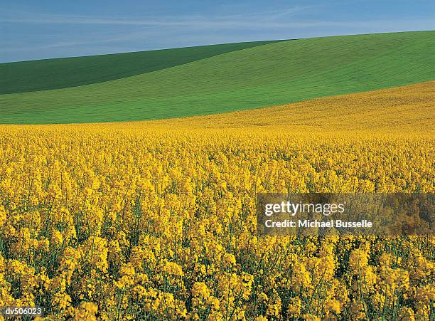 rural scene - aube fotografías e imágenes de stock