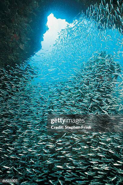 Stephen Pack 1,711 Stephen Pack Stock Photos, High-Res Pictures, and Images - Getty ...
