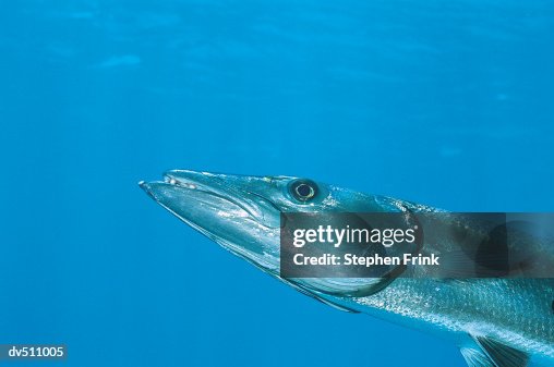 Barracuda (Sphyraena) Barracuda (Sphyraena)