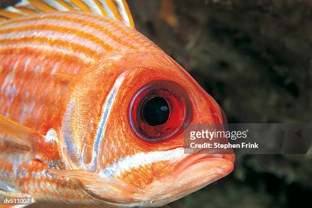 squirrelfish - squirrel fish fotografías e imágenes de stock