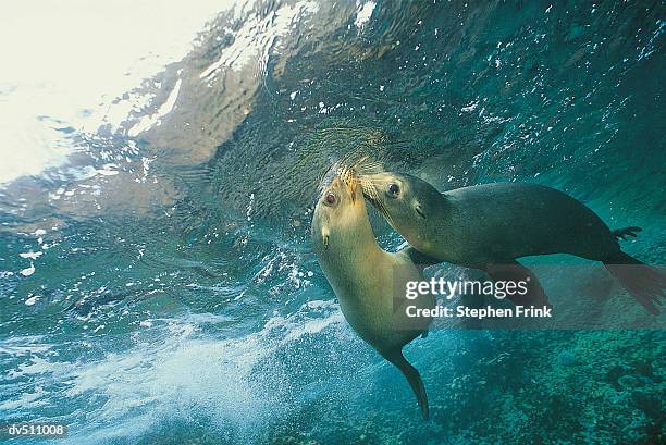 sea lions - アザラシ目 ストックフォトと画像