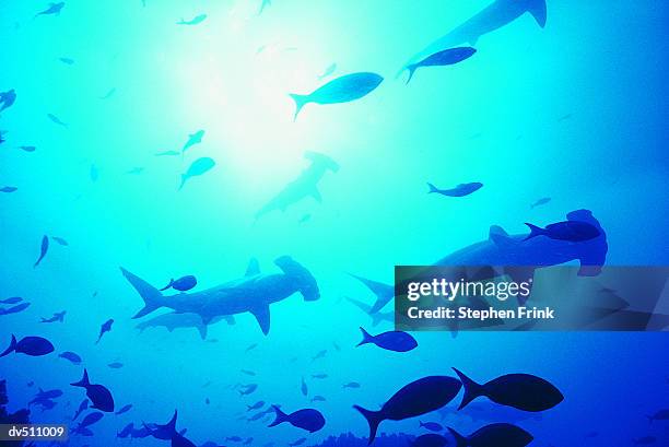 shovelhead sharks amongst fish - elasmobranch stockfoto's en -beelden
